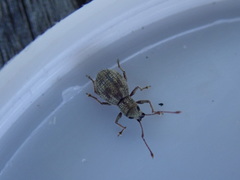 Calomycterus setarius