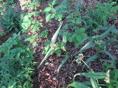 Tradescantia ozarkana