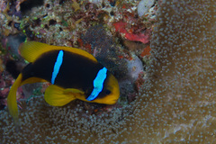 Amphiprion chrysopterus