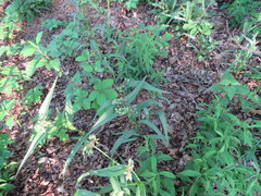 Tradescantia ozarkana