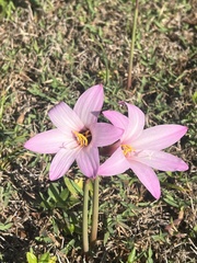 Zephyranthes robusta