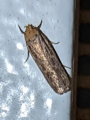 Platyedra subcinerea