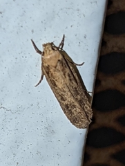 Platyedra subcinerea