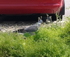 Columba palumbus