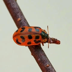 Chrysomela mainensis