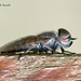 Horse Flies - Photo (c) Marcello Consolo, some rights reserved (CC BY-NC-SA)