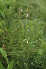 Syncolostemon parviflorus