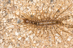 Thereuonema tuberculata