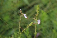 Syncolostemon parviflorus
