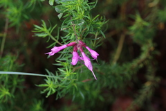 Syncolostemon rotundifolius