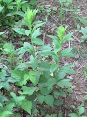 Solidago ulmifolia palmeri