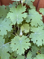 Macleaya cordata