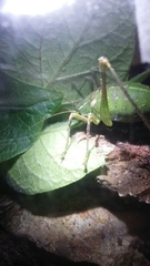 Rhabdocerca tridactyla