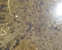 Bufotes viridis viridis