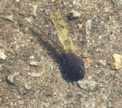 Bufotes viridis viridis