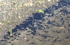 Bufotes viridis viridis