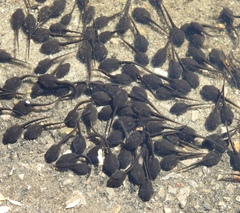 Bufotes viridis viridis