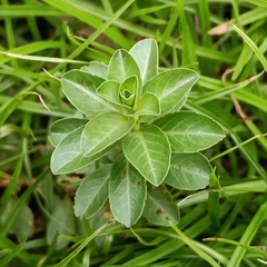 Ludwigia peploides glabrescens