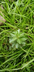 Ludwigia peploides glabrescens