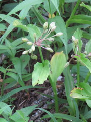 Tradescantia ozarkana