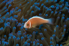 Amphiprion perideraion