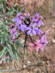 Epidendrum denticulatum