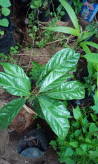 Cola nitida