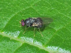 Gowdeyana punctifera