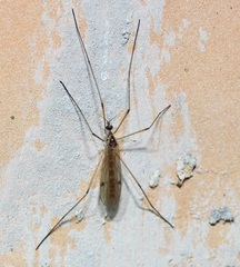 Teucholabis complexa