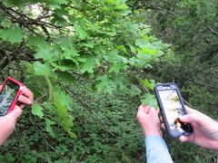 Quercus acerifolia