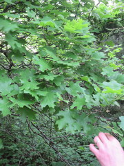 Quercus acerifolia