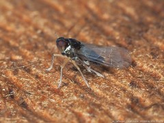 Pissonotus piceus
