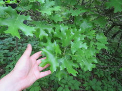 Quercus acerifolia