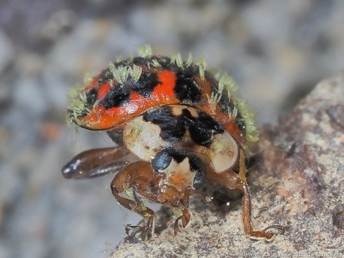 Hesperomyces harmoniae