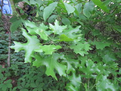 Quercus acerifolia