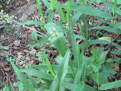 Tradescantia ozarkana