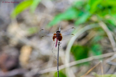 Erythrodiplax fervida