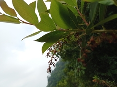 Gaultheria acuminata