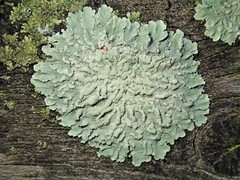 Flavoparmelia soredians