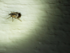 Conotrachelus anaglypticus
