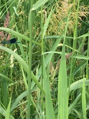 Calopteryx splendens