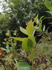 Gaultheria acuminata
