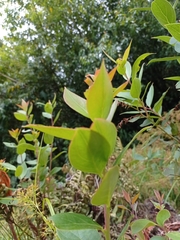 Gaultheria acuminata