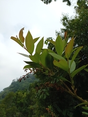 Gaultheria acuminata