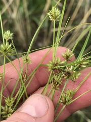 Cyperus squarrosus