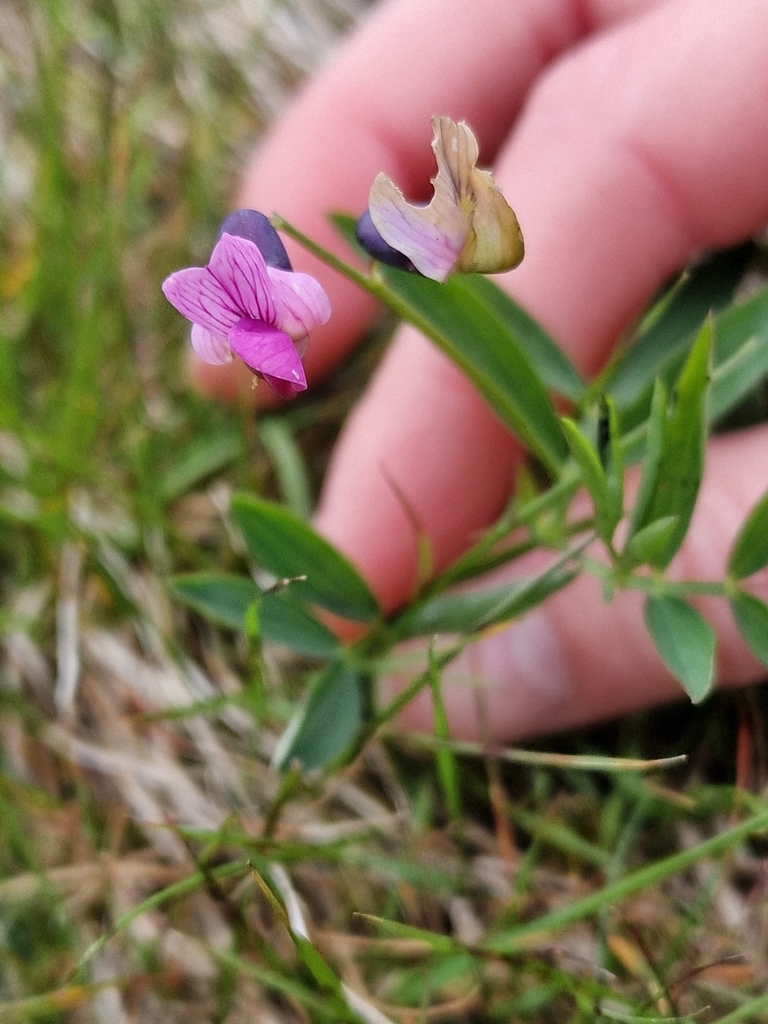 Bitter Vetch from Isle of Eigg PH42, UK on May 17, 2022 at 0300 PM by