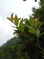 Gaultheria acuminata