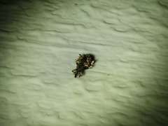 Conotrachelus anaglypticus