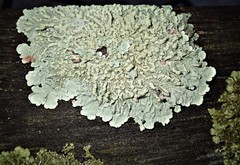 Flavoparmelia soredians