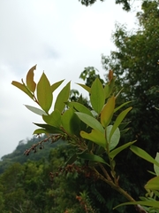 Gaultheria acuminata